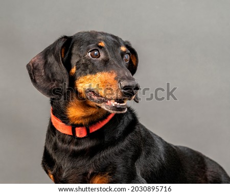 Horizontal close-up shot of a sitting black and red dachshund wearing a red collar against a gray background with copyspace.