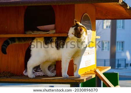 Cat on a cat house. Translation: Mentese Municipality Cat House.