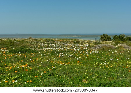 A hill with colorful budding spring flowers with the Langebaan lagoon behind it on the normally bland west coast region of South Africa Royalty-Free Stock Photo #2030898347