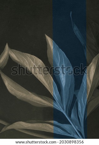 Close up photograph of a large leaf showing fresh veins in beautiful leaves. Abstract leafs lay wallpaper. Noise grainy photo. Fantasy peony leaves wallpaper.