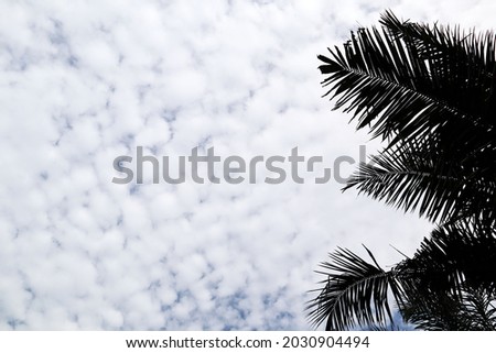 Black palm leaf texture frame and white fluffy clouds scattered background