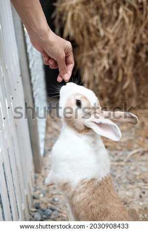 People are feeding and playing with cute white-brown rabbits in the nature park..