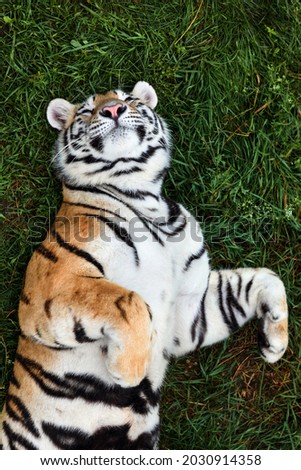 Portrait of a Amur tiger, also known as the Siberian tiger, on a grass in summer day.