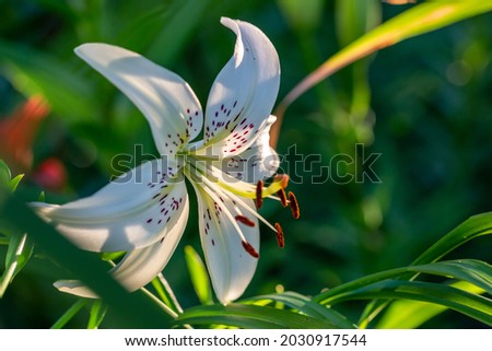 Blossom white lily in a summer sunset light macro photography. Garden lillies with white petals in summertime, close-up photo. Large flowers in sunny evening light floral background.
