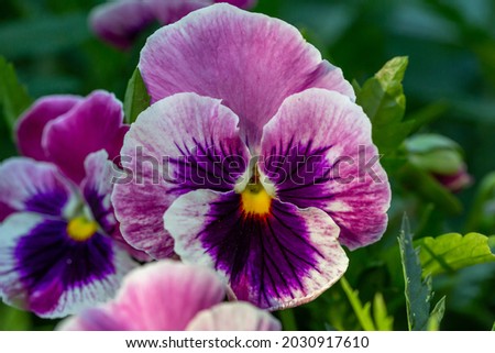 Pink and purple viola flower on a sunny summer day macro photography. Blooming garden pansy flower with bright bicolor petals close-up photo in summer.