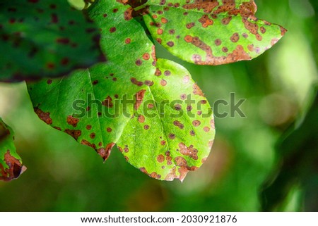Green leaves of trees in the garden in August