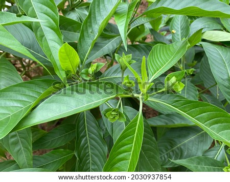 Close up of leaves of adulsa plant also called malabar nut. Justicia adhatoda, commonly known in English as Malabar nut, adulsa, adhatoda, vasa, vasaka, is a medicinal plant native to Asia.