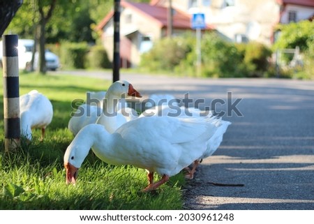 Emden goose return from the pond to the village house across the asphalt road with cars