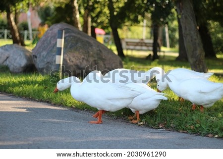 Emden goose return from the pond to the village house across the asphalt road with cars