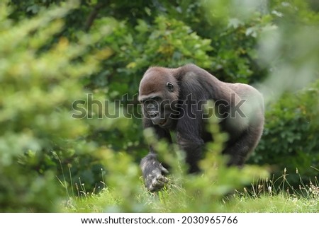 The lowland gorilla, Gorila gorila, searching for food at forest clearing. African fauna wildlife, Cameroon rainforest. Rare images of gorilla in nature habitat. Royalty-Free Stock Photo #2030965766
