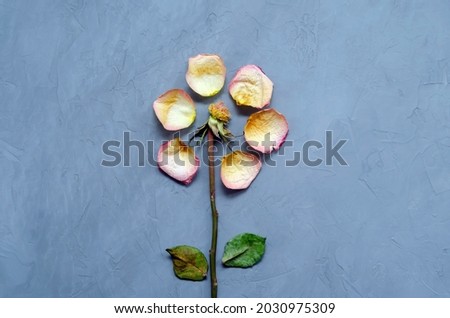 a beautiful withered rose with fallen petals around it spread out in a circle and dried leaves lies on a ultimate gray background