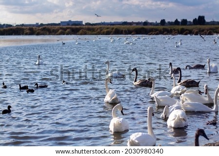 Fock of young swans and black ducks swam to feed close to the lake shore.