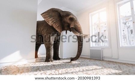 Big elephant in the small room with sand ground from Africa as a funny space problem concept image Royalty-Free Stock Photo #2030981393