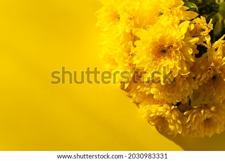 Yellow chrysanthemums bloom close - up flat lay. Background of autumn flowers in bright sunlight. Soft focus, top view copy space flower composition. Natural autumn background. Mother's Day Concept