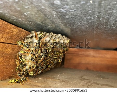 Vespiary - wasps' nest under a roof - between sheet metal and wood Royalty-Free Stock Photo #2030991653