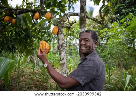 Smiling african farmer holds a cocoa pod in his hand and looks at the camera. Black senior agriculturalist at his cocoa plantation. Ripe yellow cocoa pod Royalty-Free Stock Photo #2030999342