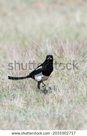 Black-billed Magpie searching the prairie for food