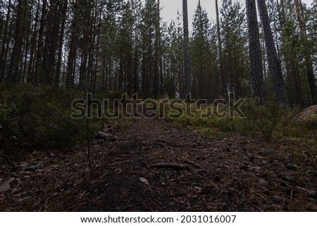 Photos of the pine forest of the suburb of St. Petersburg at the end of August