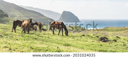 Photos of wild Horses in Ua Huka (island of French Polynesia) Royalty-Free Stock Photo #2031024035