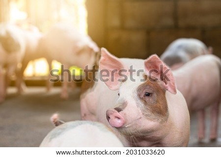 Pigs waiting feed,pig indoor on a farm yard. swine in the stall.Portrait animal. Royalty-Free Stock Photo #2031033620