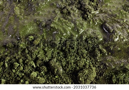 Closeup photo texture of dirt and mud, green colored substance.