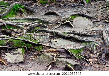 Background photo texture of forest roots and stone ground with moss.