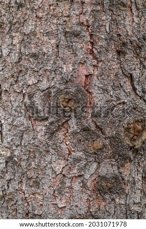 Bark texture and background of a old fir tree trunk. Detailed bark texture. Royalty-Free Stock Photo #2031071978