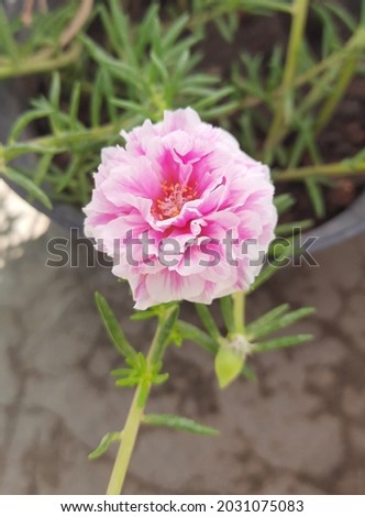 pink purslane flower high res stock image