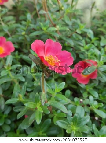 red flower blush high res stock image