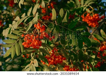 Red rowan berries on a branch, close-up selective focus on a berry. Autumn, bunches of ripe mountain ash on the branches in the rays of the setting sun, warm autumn. Natural background