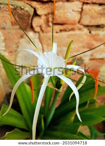 Beach spider lily, 
the green-tinge spider Lily 