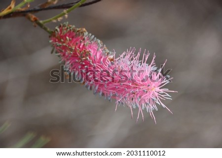 Wildflower in the Kalbarri National Park, Western Australia. Royalty-Free Stock Photo #2031110012