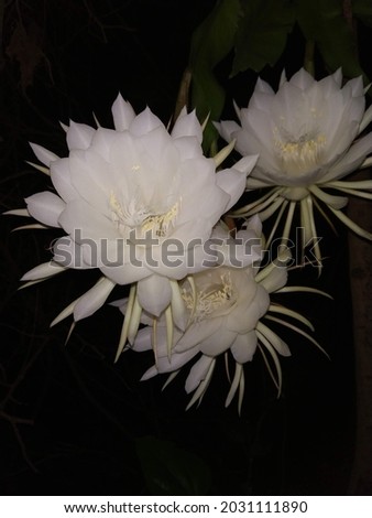 Epiphyllum oxypetalum
.oxypetalum rarely blooms and only at night, and its flowers wilt before dawn.  night-blooming cereus.Anandasayanam images download.Royalty free images.Nisagandhi.
