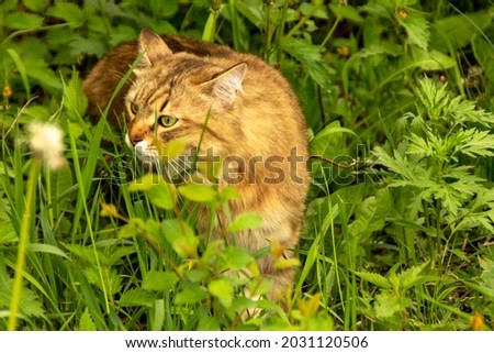 Fluffy ginger cat in the garden in the greenery, walks and eats grass.