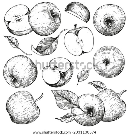 Vector collection of hand-drawn apples. Sketch illustrations on a white background. A set of isolated objects of vintage engraving style. For advertising design, juice packaging, cider, menu Royalty-Free Stock Photo #2031130574