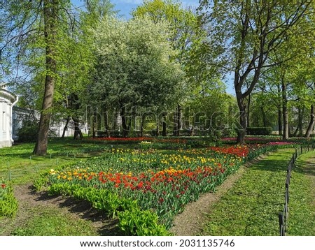 Large flower beds with colorful tulips on a sunny spring day among trees and flowering cherry trees. The festival of tulips on Elagin Island in St. Petersburg.