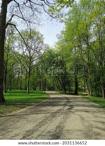 A deserted road among trees on a sunny spring morning in a park on Elagin Island in St. Petersburg.