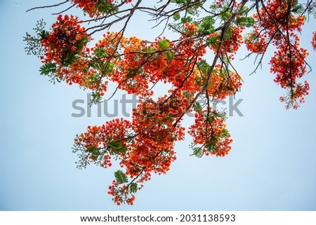Red phoenix flowers bloom in summer in Vietnam