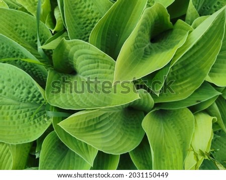 Heart-shaped slightly twisted green hosta leaves, top view, in the Botanical Garden of St. Petersburg.