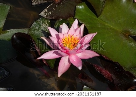 White water lily around large green leaves 