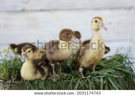 little ducklings on green grass