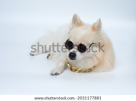 Long haired chihuahua wearing a gold necklace and sunglasses lying down. White background.
