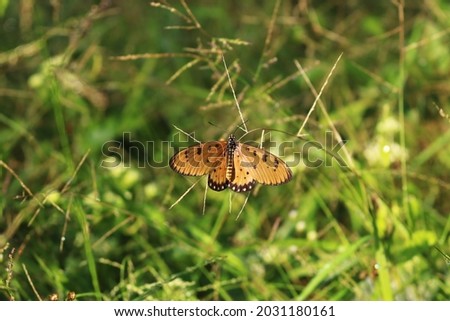 Butterfly on grass greenish blurred background