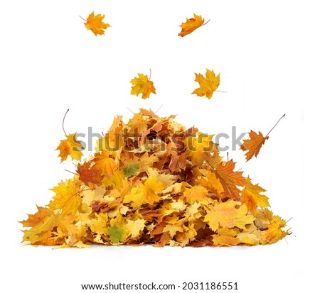 Vibrant fall colors. Pile of autumn colored leaves isolated on white background.A heap of different maple dry leaf .Red, yellow, orange and green foliage in the fall season Royalty-Free Stock Photo #2031186551