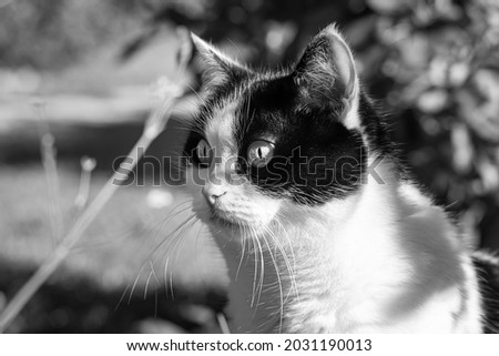 The beautiful adult young black and white cat with big eyes is in the garden in summer