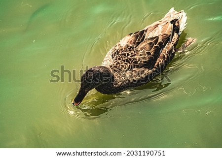 Duck roaming around surrounded by small fish in the local pound