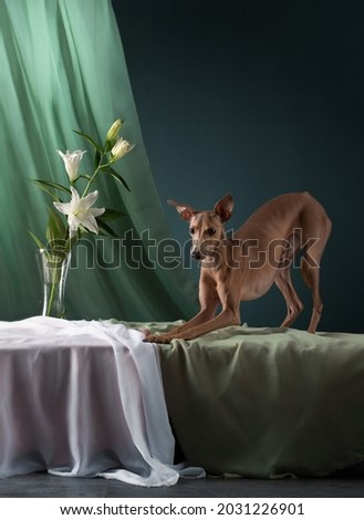 dog on a brown drapery background with flower. graceful Italian greyhound. Studio photos of a pet.