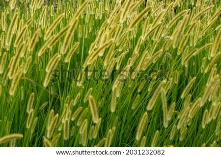 Green wheats, green wheats are swaying in the wind