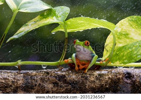 Red-eyed Tree Frog (Agalychnis callidryas) shelter from the heavy rain.  Royalty-Free Stock Photo #2031236567