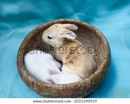 Cute baby bunny in a round container